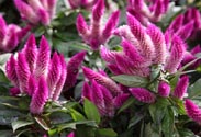 Celosia