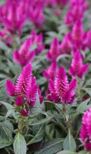 Celosia