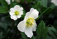 Christrose