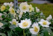 Christrose