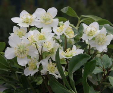 Christrose