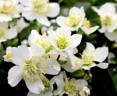 Christrose