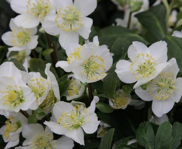 Christrose