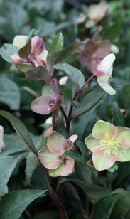 Christrose