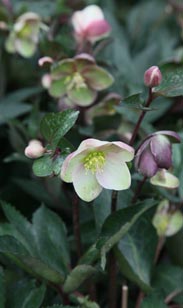 Christrose