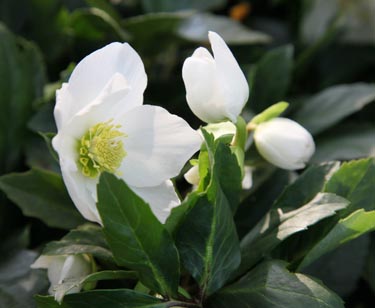 Christrose
