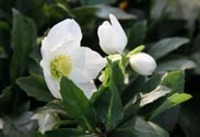 Christrose