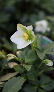 Christrose