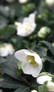 Christrose