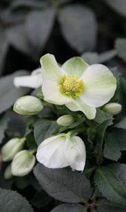 Christrose