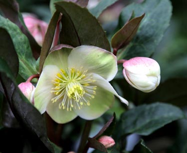 Christrose