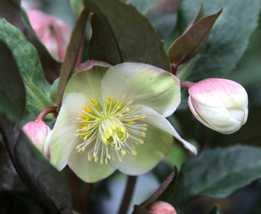 Christrose
