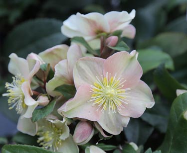 Christrose