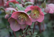 Christrose