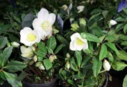 Christrose