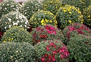Chrysanthemen-Busch
