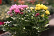 Chrysantheme