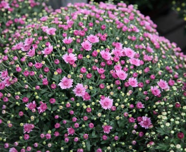 Chrysantheme