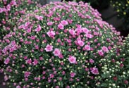 Chrysantheme