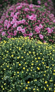 Chrysantheme