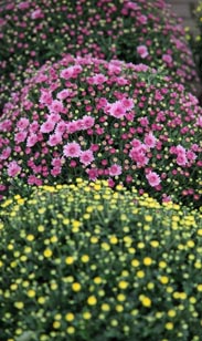 Chrysantheme