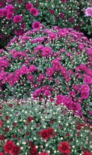 Chrysantheme