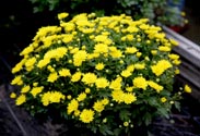 Chrysantheme