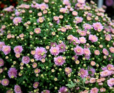 Chrysantheme