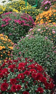 Chrysantheme