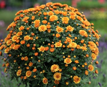 Chrysantheme