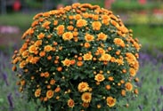 Chrysantheme