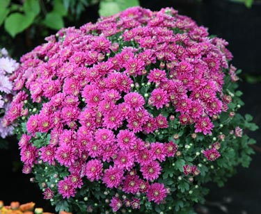 Chrysantheme