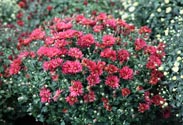Chrysantheme
