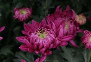 Chrysantheme