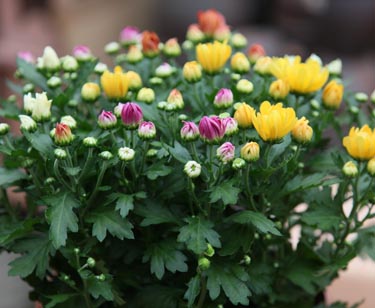 Chrysantheme