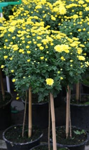 Chrysanthemen-Stamm
