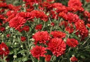 Chrysantheme