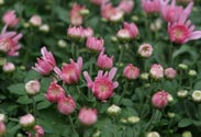 Chrysantheme