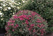 Chrysanthemen-Busch