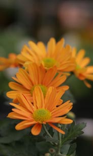 Chrysantheme