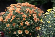 Chrysanthemen-Busch