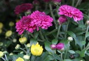 Chrysantheme