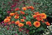 Chrysantheme