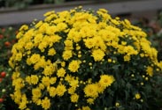 Chrysanthemen-Busch