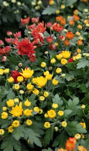 Chrysantheme