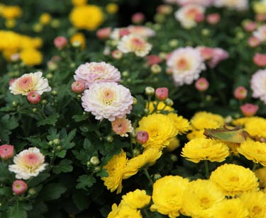 Chrysantheme