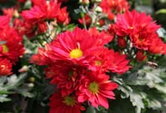 Chrysantheme