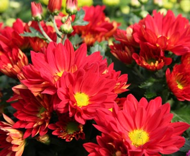 Chrysantheme
