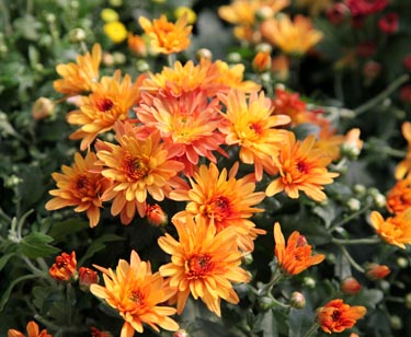 Chrysantheme