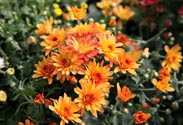 Chrysantheme